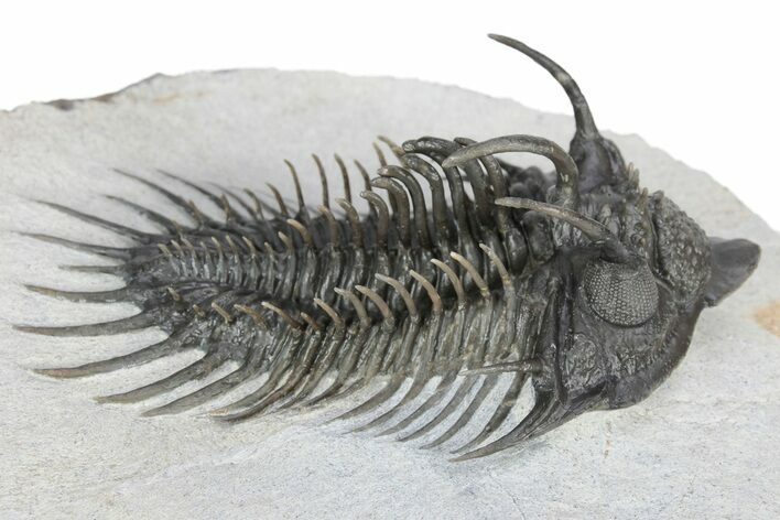 Nice Spiny Comura Trilobite - Ofaten, Morocco #213450